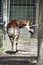 Okapi from Behind