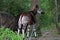 Okapi In the Bronx Zoo, New York