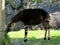 Okapi eating in shade