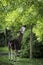 An okapi forest girrafe standing in the forest eating leaves