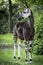 An okapi forest girrafe standing in the forest eating leaves