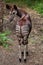 Okapi (Okapia johnstoni).