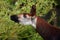 The okapi  Okapia johnstoni, also known as the forest giraffe, congolese giraffe or zebra giraffe eating tree leaves