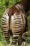 Okapi Okapia johnstoni, forest giraffe, sptripes on buttom, striped pattern, Congo, Africa