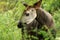 Okapi Okapia johnstoni, forest giraffe or zebra giraffe, artiodactyl mammal native to jungle or tropical forest, Congo, Africa