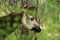 Okapi Okapia johnstoni, forest giraffe or zebra giraffe, artiodactyl mammal native to jungle or tropical forest, Congo, Central