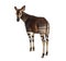 Okapi, Okapia johnstoni, isolated