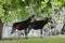 Okapi, okapia johnstoni, Male with Female