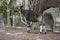 Okapi Okapia johnstoni stands in forest paddock.. Okapi is fou