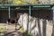 Okapi pair visiting over a fence being social, nibbling at each other