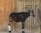 Okapi standing by fence in Zoo