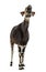 Okapi standing, looking up, Okapia johnstoni, isolated