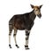 Okapi standing, mooing, Okapia johnstoni, isolated