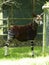 Okapi standing near a fence