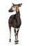 Okapi standing, Okapia johnstoni, isolated