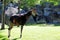 Okapi Urinating