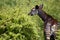 Okapi in the vegetation