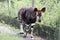 Okapi Walking