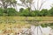 Okavango delta landscape, dugout canoe trip, botswana, africa