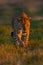 Okavango delta. Wildlife Botswana. Leopard golden grass sunset, Botswana, Africa. Big spotted cat in the wild nature. Morning sun