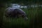 Okavango delta wildlife. Hippo in long grass. African Hippopotamus, Hippopotamus amphibius capensis, with evening sun, animal in