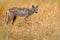 Okavango wildlife. Side-striped jackal, Canis adustus, canid native to Africa, in golden grass. Wet season. Safari in Okavango