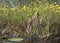 Okefenokee Hooded Pitcher Plant and Bidens gold wildflowers on peat hammock