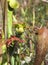 Okefenokee Hooded Pitcher Plant Flower