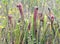 Okefenokee Hooded Pitcher Plants on Chesser Prairie