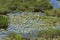 Okefenokee Natural Water Garden