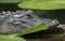 Okefenokee swamp alligator profile close up portrait