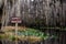 Okefenokee Swamp Big Water and Minnies Lake Sign canoe trail, spanish moss and spatterdock lily pads