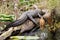 Okefenokee Swamp Bull Alligator Basking