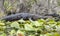 Okefenokee Swamp large alligator on lily pads