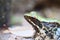 Okinawa tip-nosed frog (Odorrana narina) in Japan