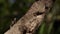 Okinawan Tree Lizard Bobbing Head.