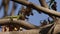 Okinawan Tree Lizard Crawling on a Branch.