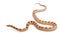 Okkeetee albinos reverse Corn Snake or Red Rat