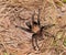 Oklahoma Brown tarantula