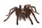 Oklahoma Brown tarantula on white background