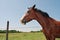 Oklahoma Horse Headshot