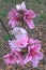 Oklahoma Peach Blossoms