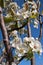 Oklahoma Pear Blossoms