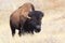 Oklahoma plains buffalo