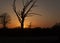 Oklahoma sunset with dead tree
