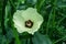 Okra, Abelmoschus esculentus, known in many English-speaking countries as ladies` fingers or ochro, is a flowering plant in the