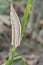 Okra is being hold on for its seeds