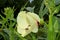 Okra blossom covered in beetles and bumble bee