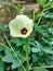 Okra blossom at full bloom