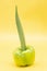 okra and Capsicum isolate on yellow background